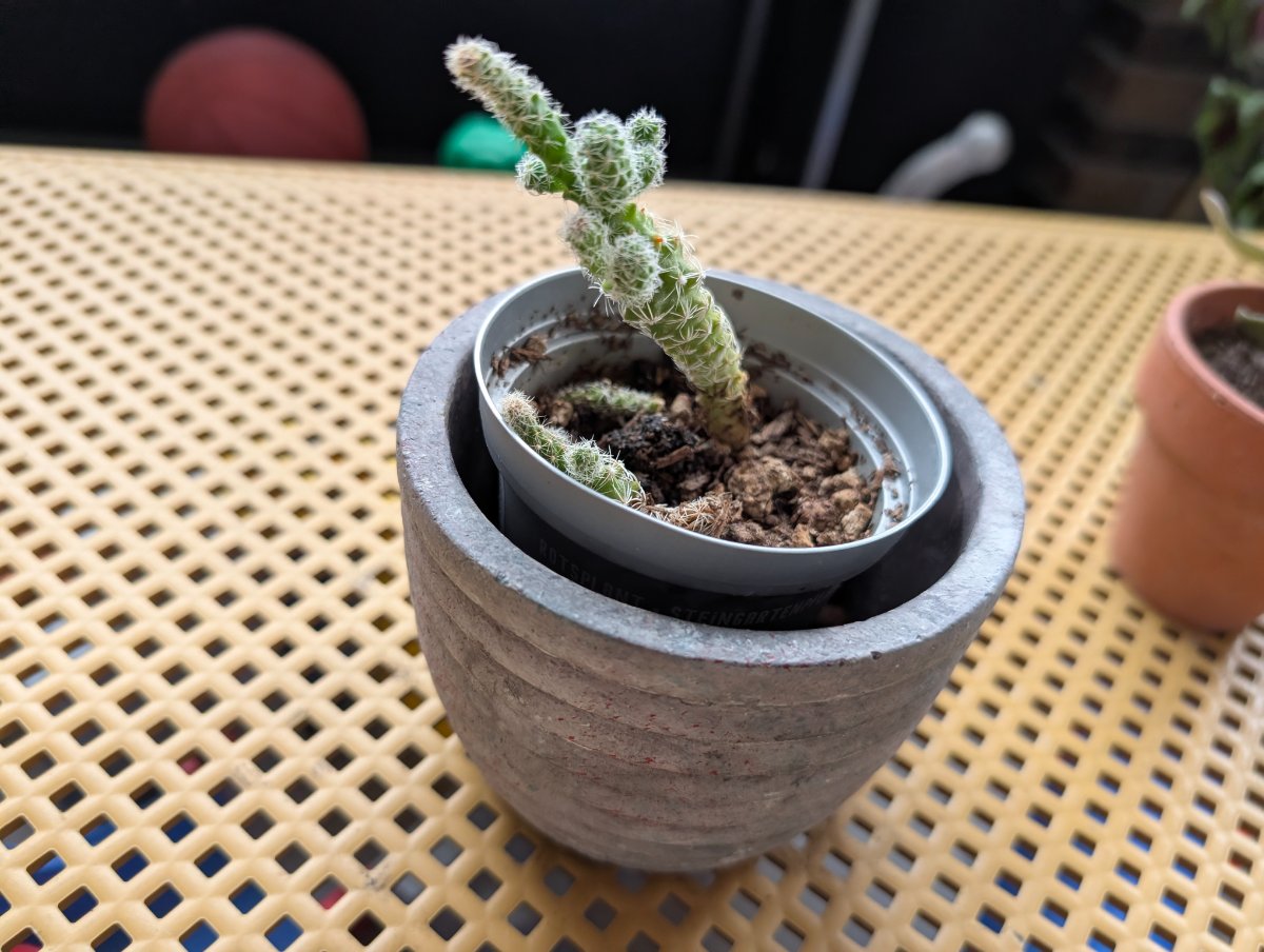 Cactus doigt de dame