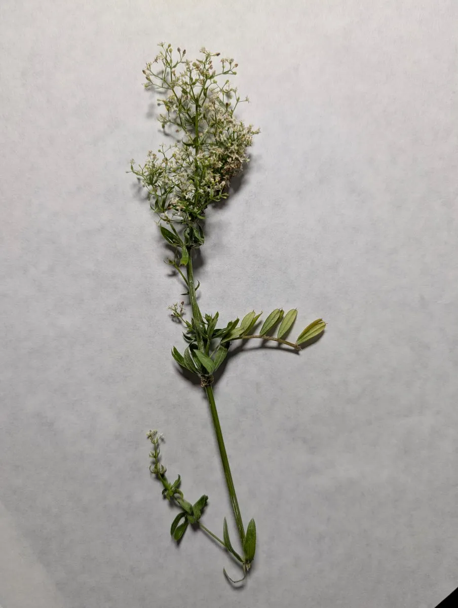 Photo de Galium mollugo