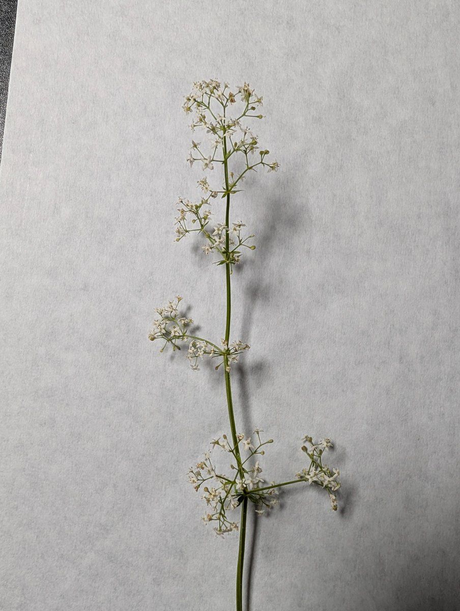 Photo de Galium mollugo