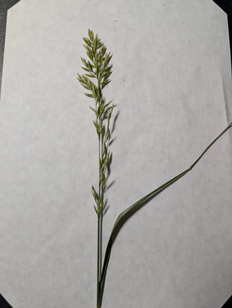 Photo de Poa pratensis