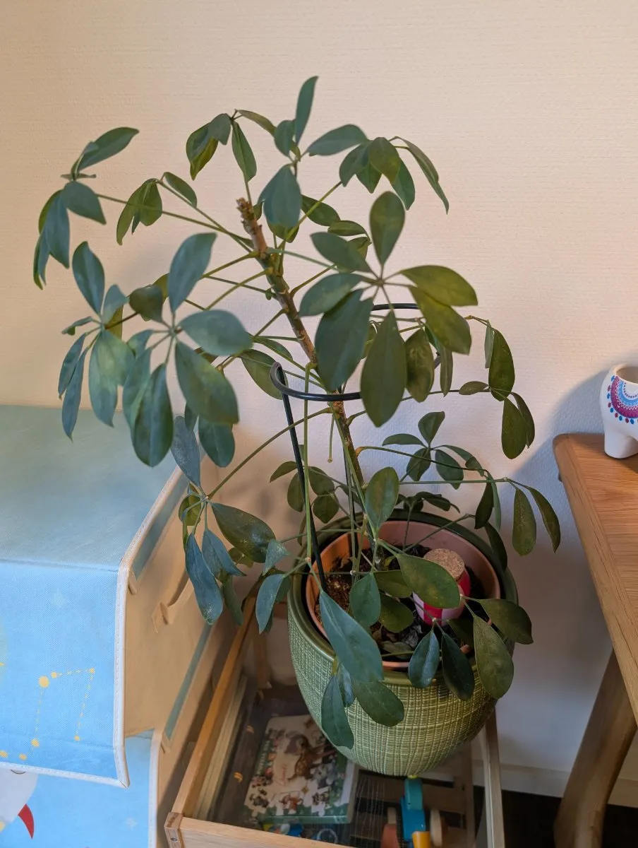 Photo de Schefflera