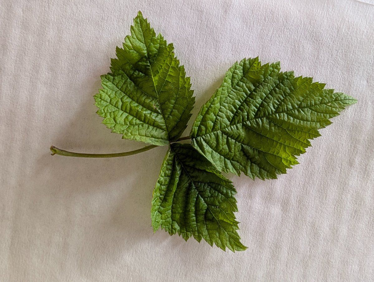 Photo de Rubus fruticosus aggr.