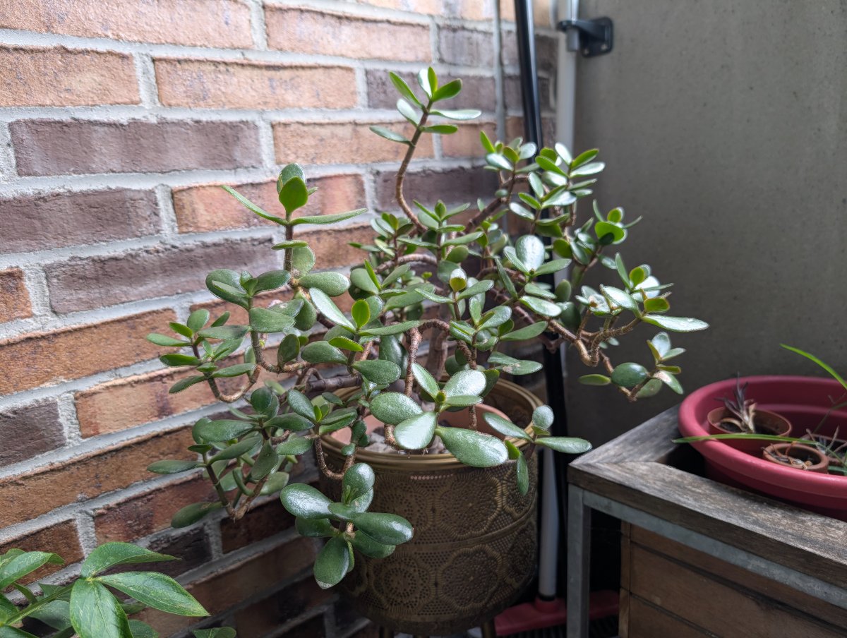 Arbre de jade