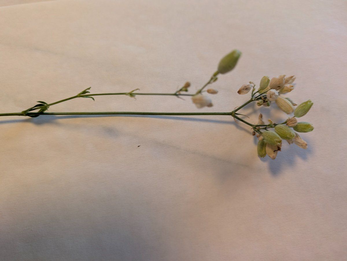 Photo de Silene vulgaris