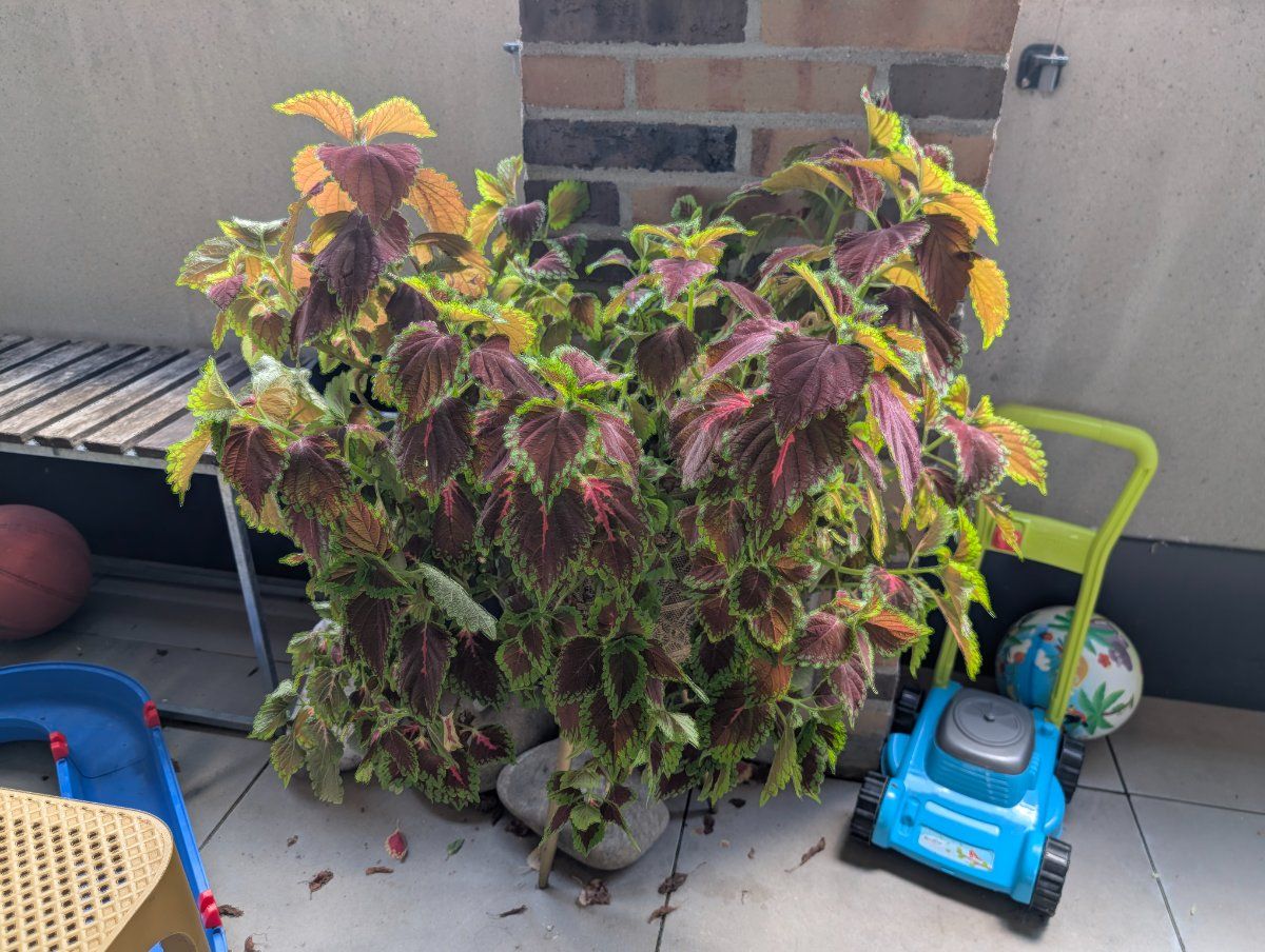 Photo de Coleus