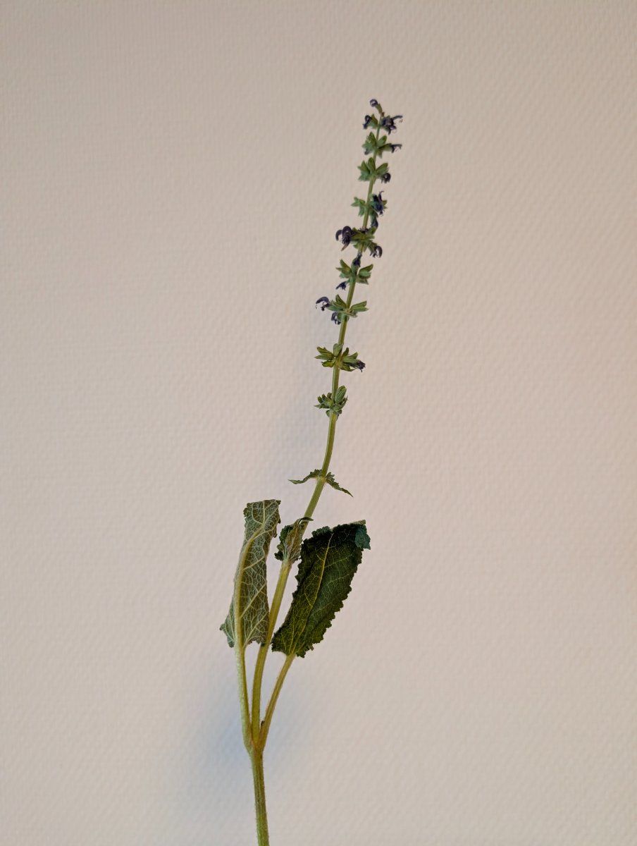 Photo de Salvia pratensis