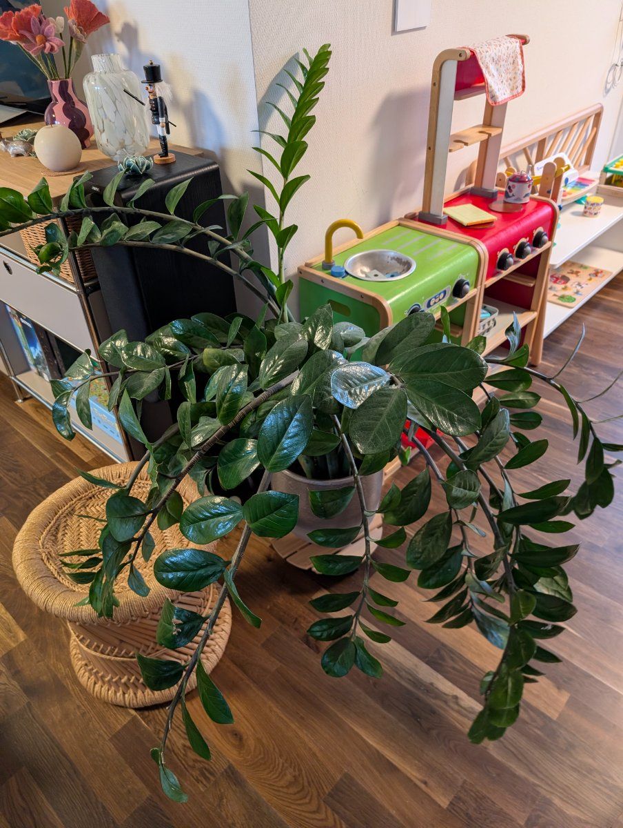 Photo de Plante ZZ