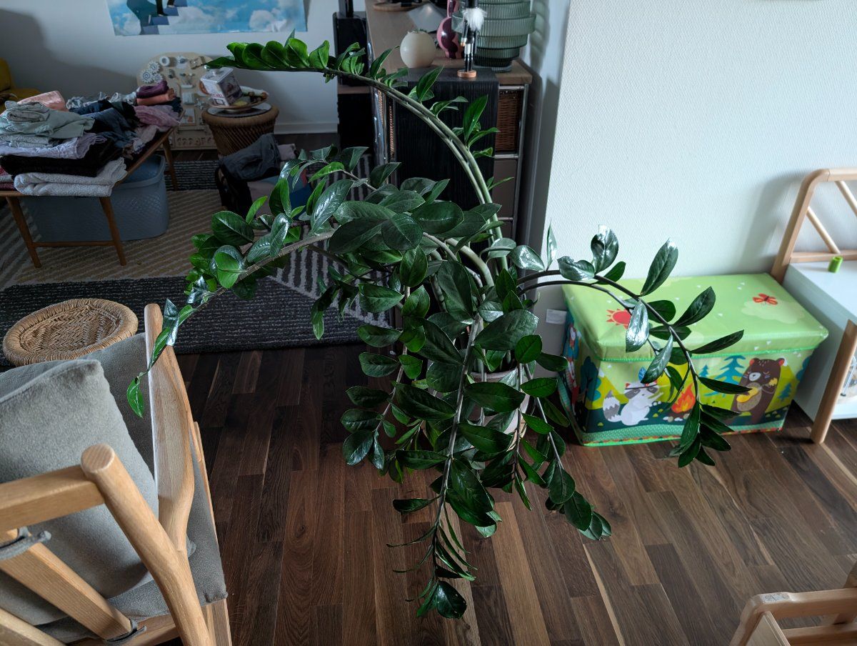 Photo de Plante ZZ