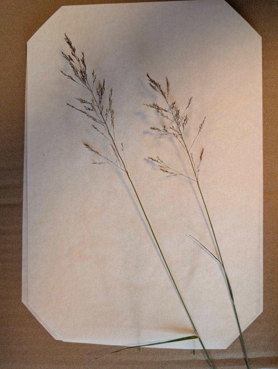 Photo de Poa pratensis