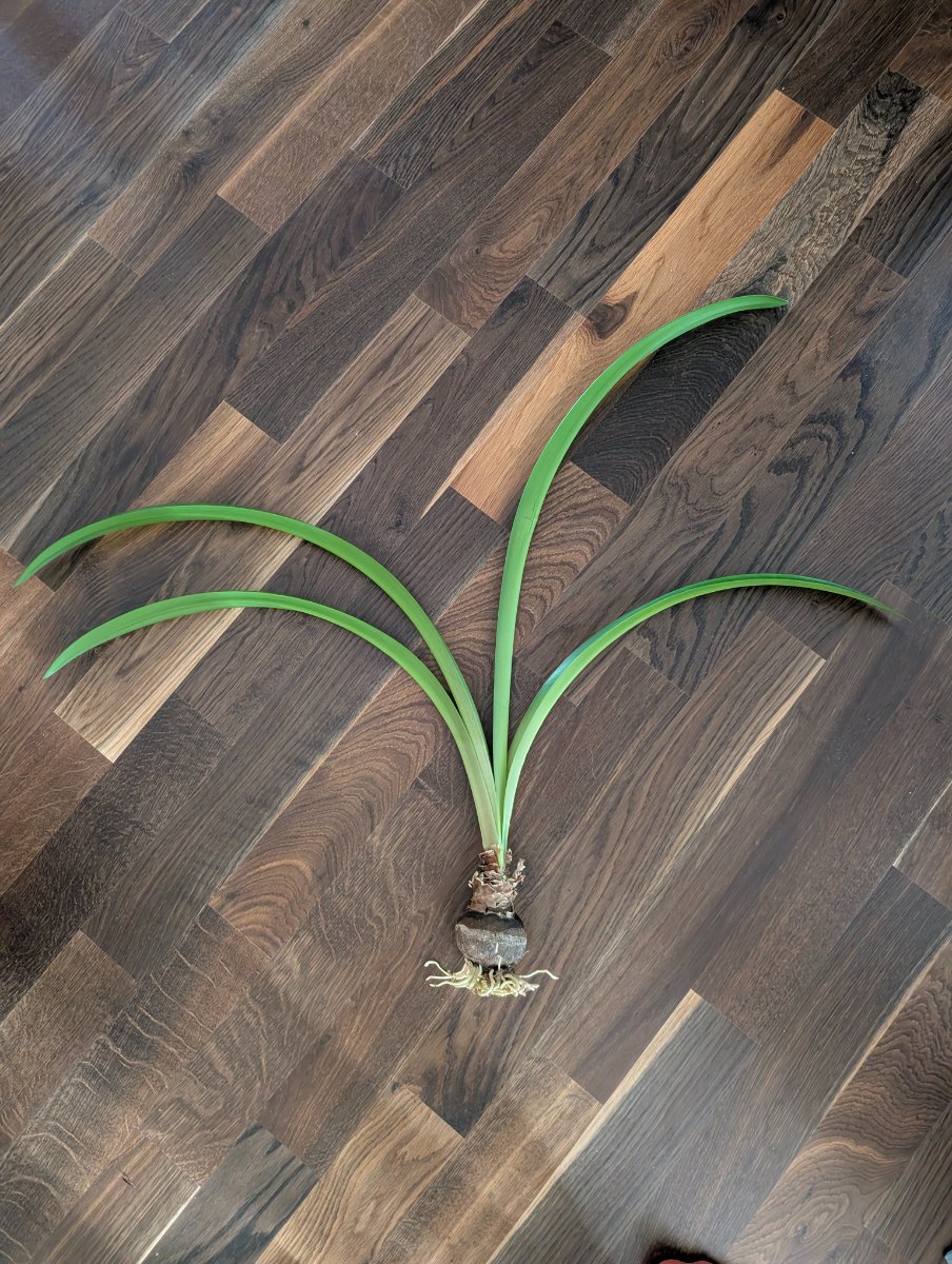 Amaryllis