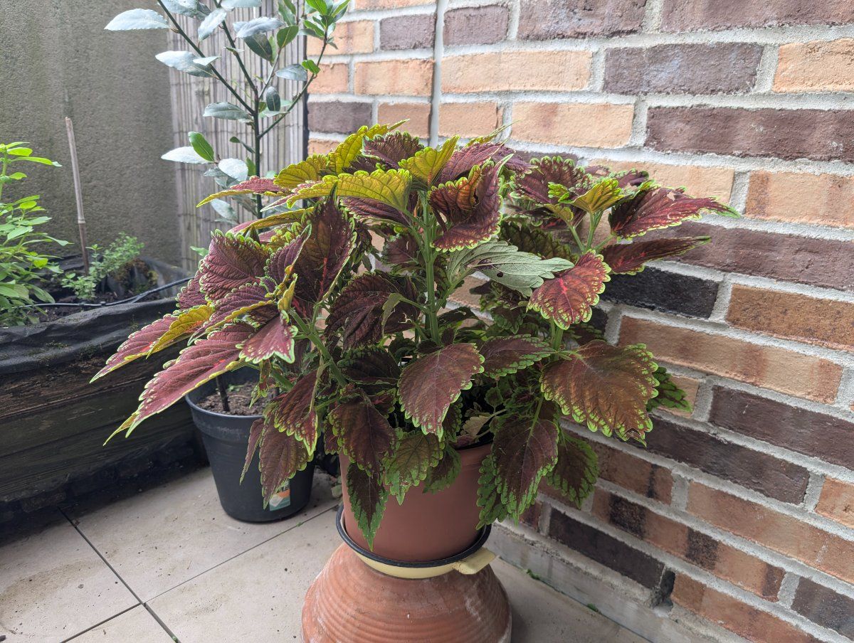 Photo de Coleus