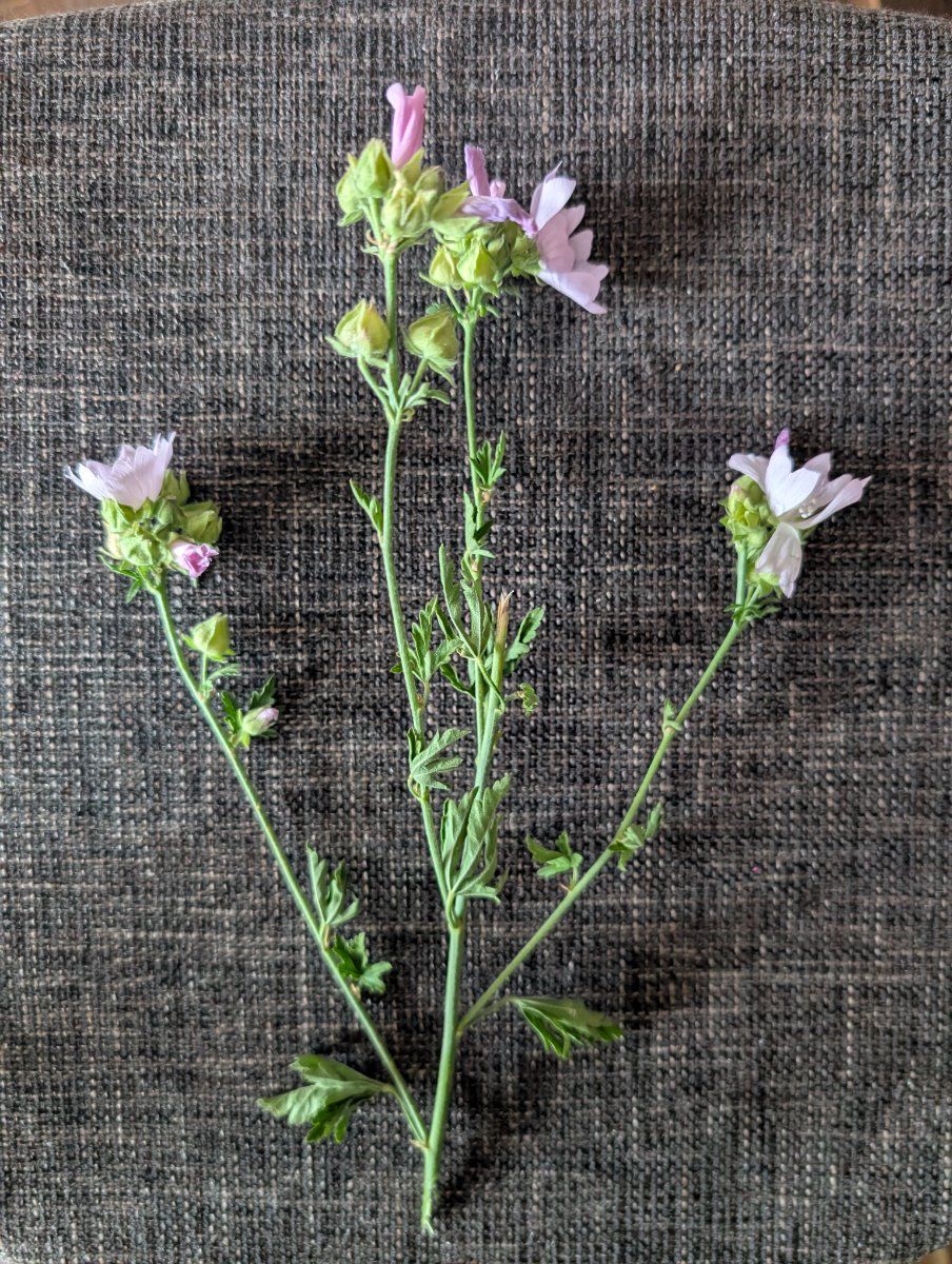 Photo de Malva moschata