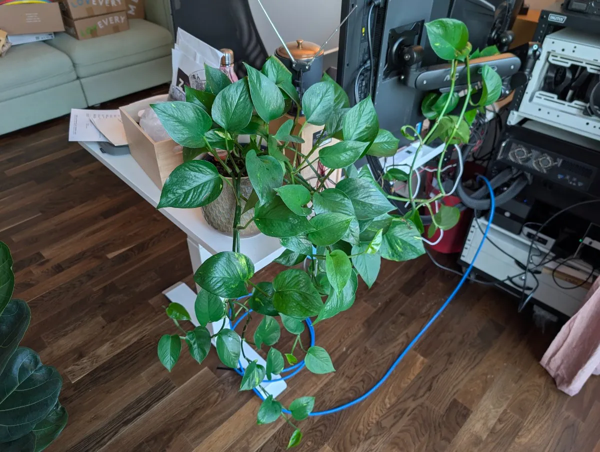 Photo de Pothos