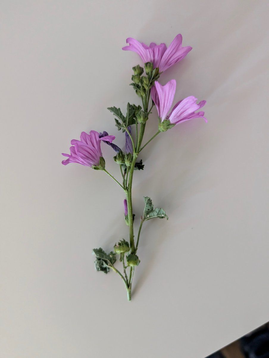 Photo de Malva sylvestris
