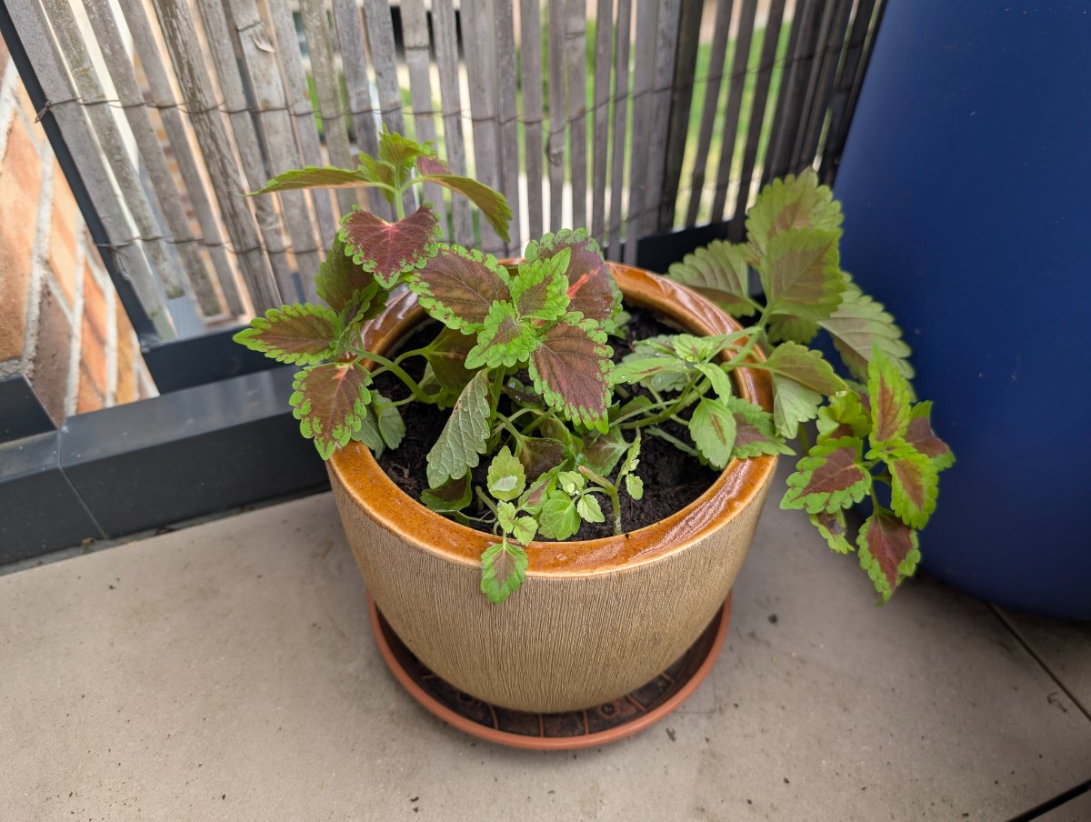 Illustration Coleus