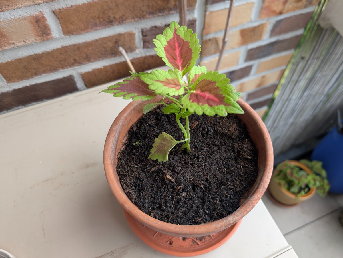 Illustration Coleus