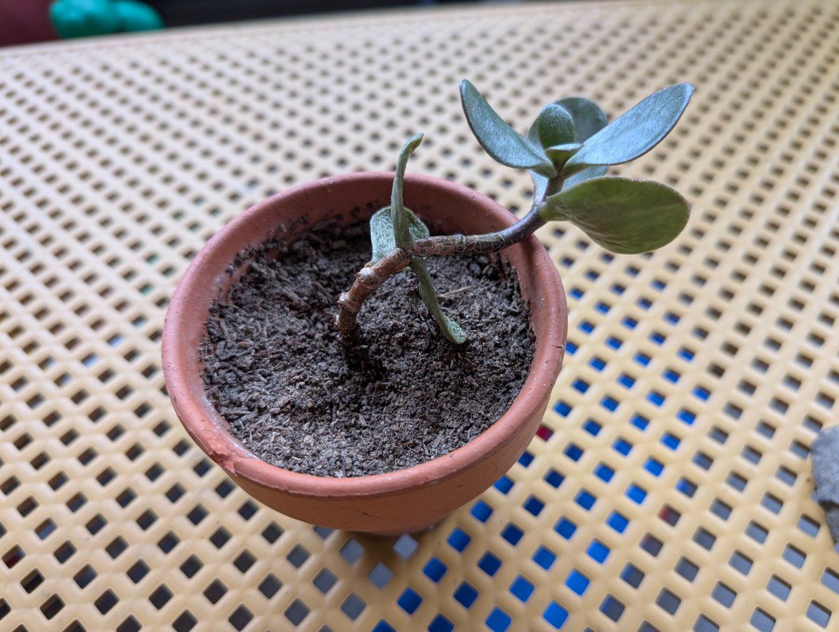 Photo de Arbre de jade