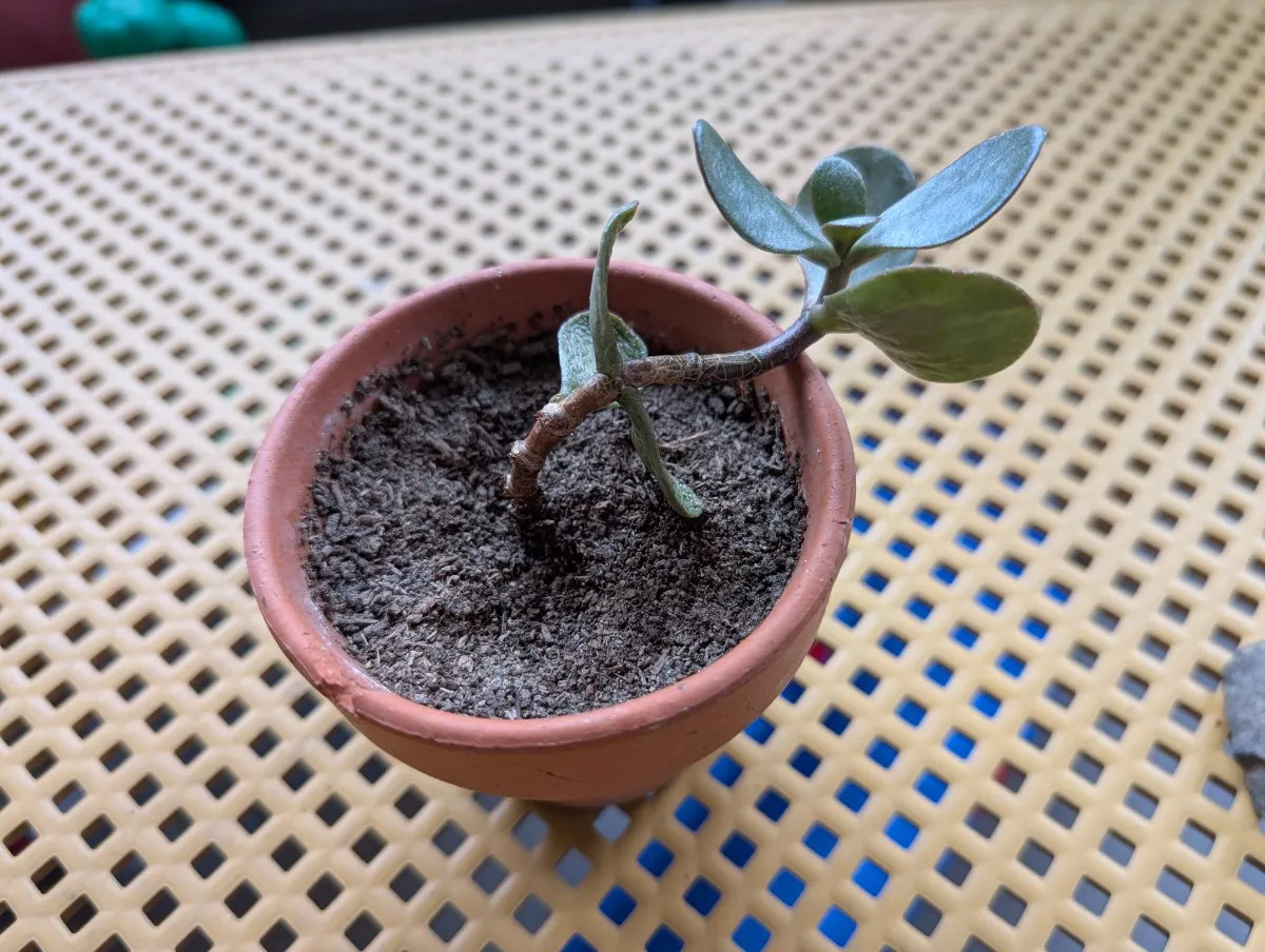 Photo de Arbre de jade