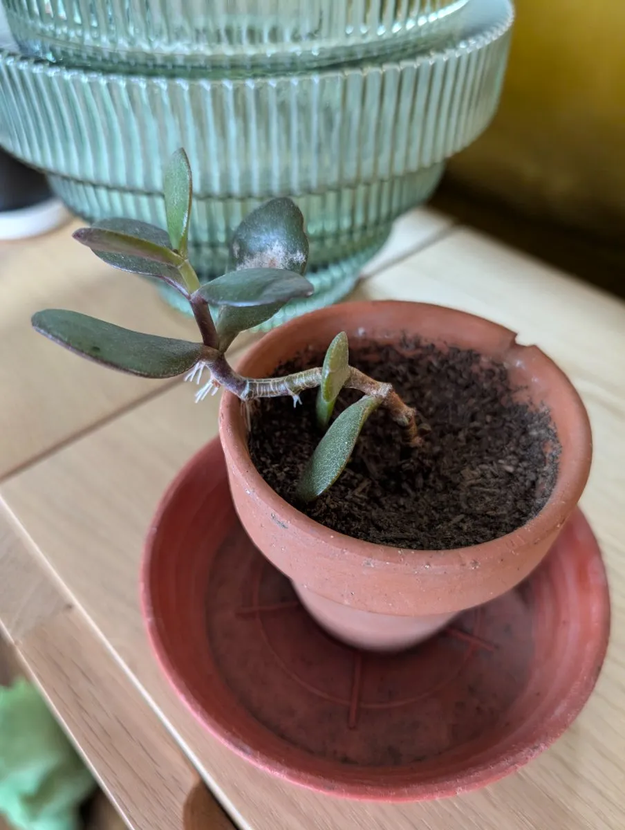 Photo de Arbre de jade