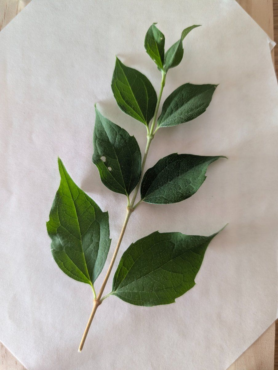 Photo de Cornus sanguinea