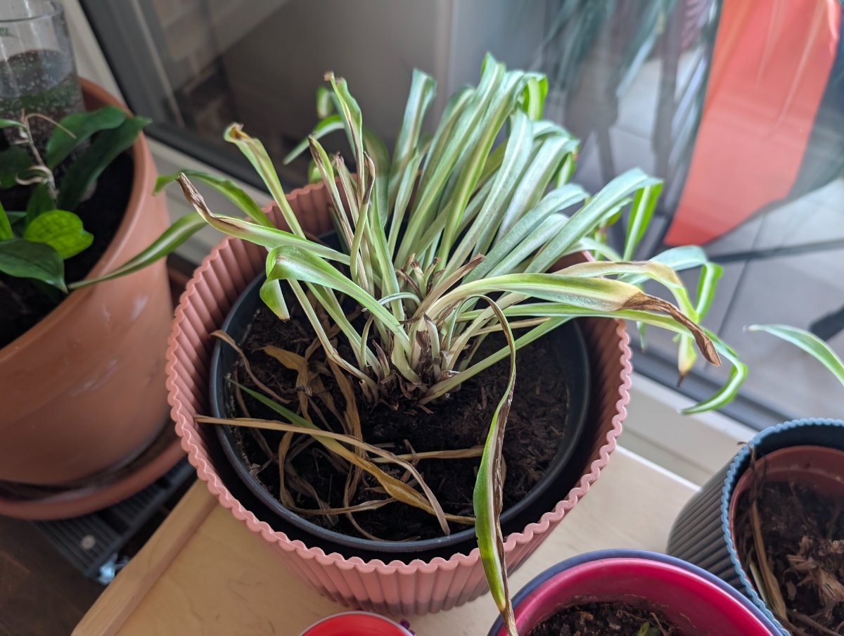 Photo de Plante araignée